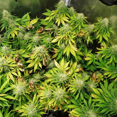Kritikal Bilbo growlog timeline photo