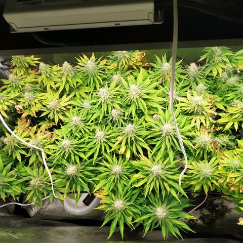 Kritikal Bilbo growlog timeline photo