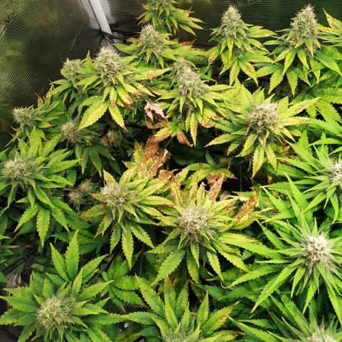 Kritikal Bilbo growlog timeline photo