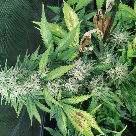 Kritikal Bilbo growlog timeline photo