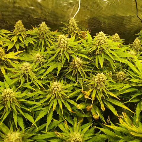 Kritikal Bilbo growlog timeline photo