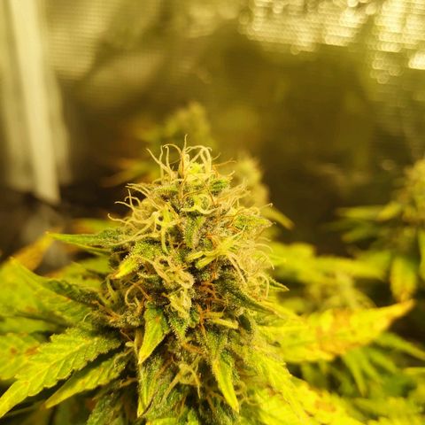 Kritikal Bilbo growlog timeline photo
