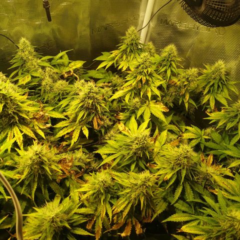Kritikal Bilbo growlog timeline photo