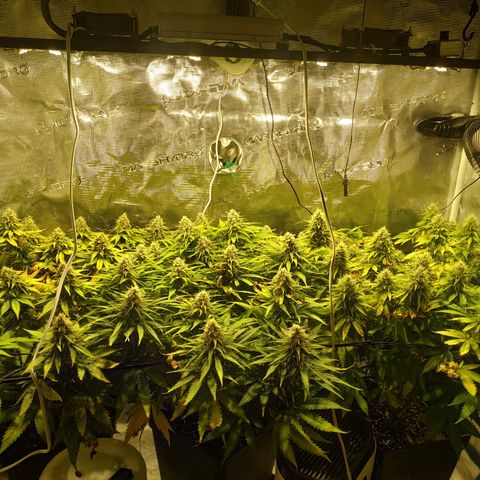 Kritikal Bilbo growlog timeline photo