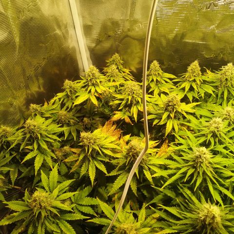 Kritikal Bilbo growlog timeline photo