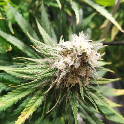 Kritikal Bilbo growlog timeline photo