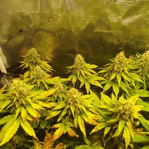 Kritikal Bilbo growlog timeline photo