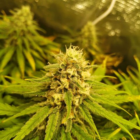 Kritikal Bilbo growlog timeline photo