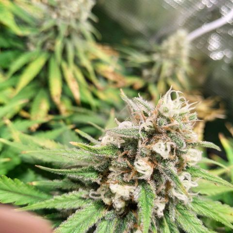 Kritikal Bilbo growlog timeline photo