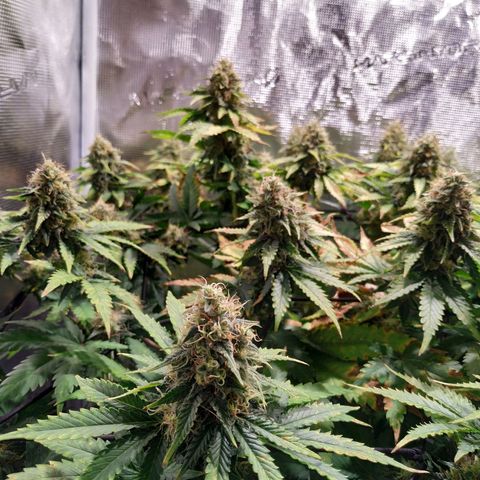 Kritikal Bilbo growlog timeline photo