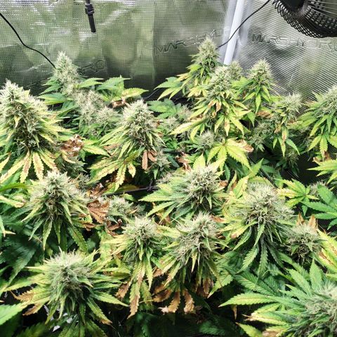 Kritikal Bilbo growlog timeline photo