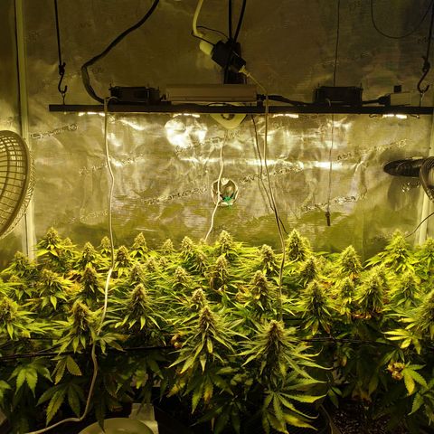 Kritikal Bilbo growlog timeline photo