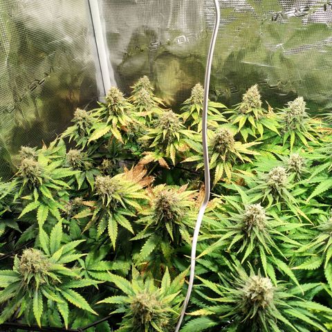 Kritikal Bilbo growlog timeline photo