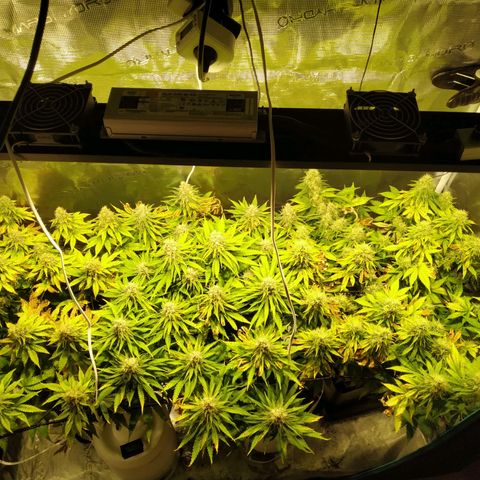 Kritikal Bilbo growlog timeline photo