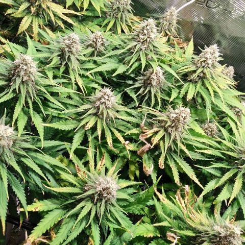 Kritikal Bilbo growlog timeline photo