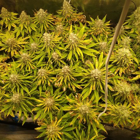 Kritikal Bilbo growlog timeline photo