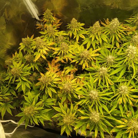 Kritikal Bilbo growlog timeline photo