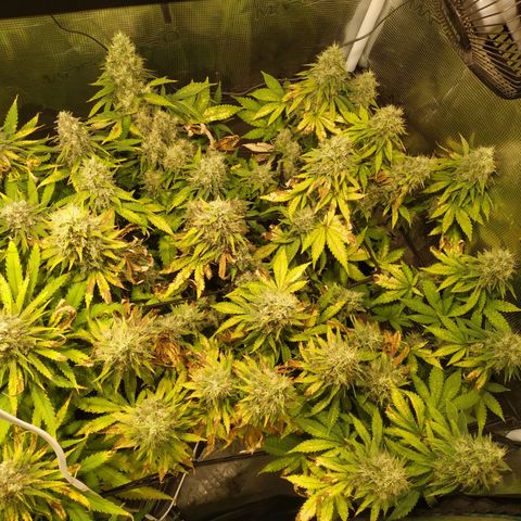 Kritikal Bilbo growlog timeline photo