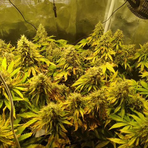 Kritikal Bilbo growlog timeline photo