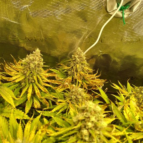Kritikal Bilbo growlog timeline photo