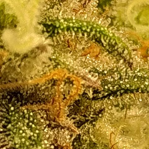 Kritikal Bilbo growlog timeline photo