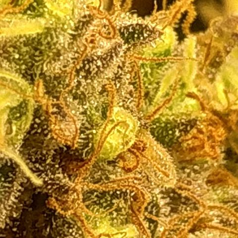 Kritikal Bilbo growlog timeline photo