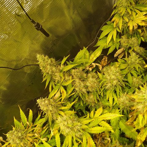 Kritikal Bilbo growlog timeline photo