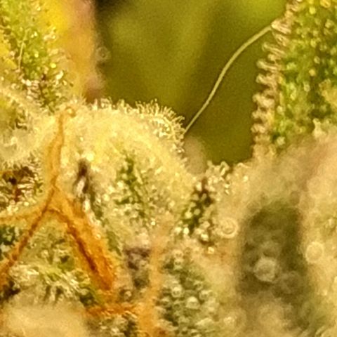 Kritikal Bilbo growlog timeline photo