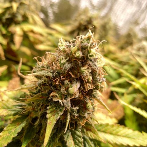 Kritikal Bilbo growlog timeline photo