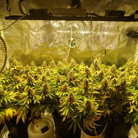 Kritikal Bilbo growlog timeline photo