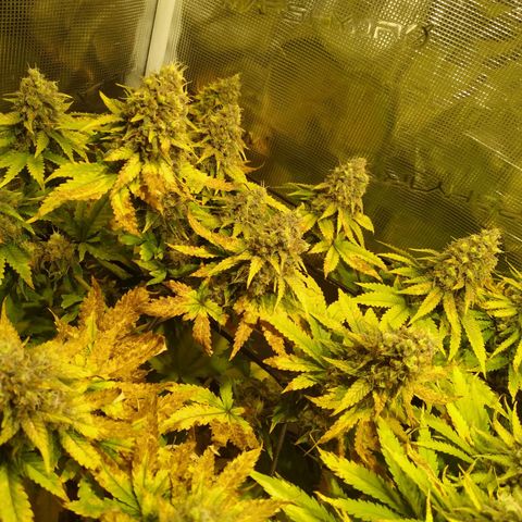 Kritikal Bilbo growlog timeline photo