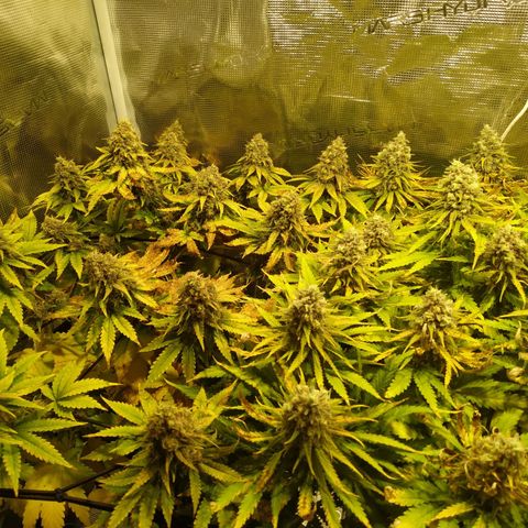 Kritikal Bilbo growlog timeline photo