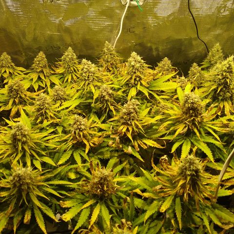 Kritikal Bilbo growlog timeline photo