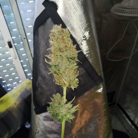Kritikal Bilbo growlog timeline photo