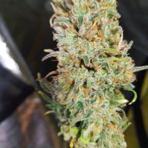 Kritikal Bilbo growlog timeline photo