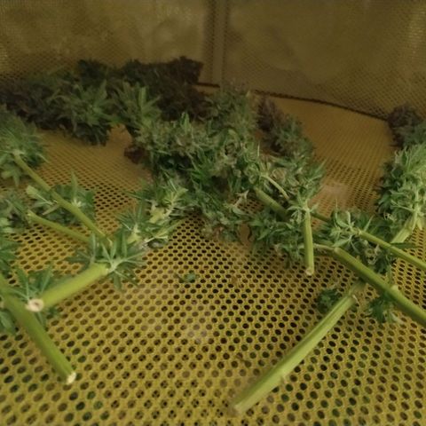 Kritikal Bilbo growlog timeline photo