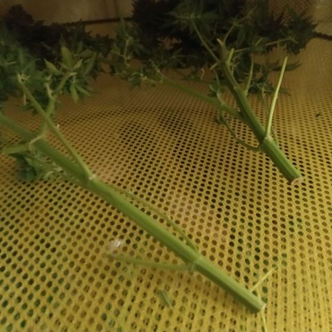 Kritikal Bilbo growlog timeline photo