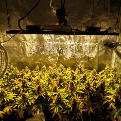 Kritikal Bilbo growlog timeline photo
