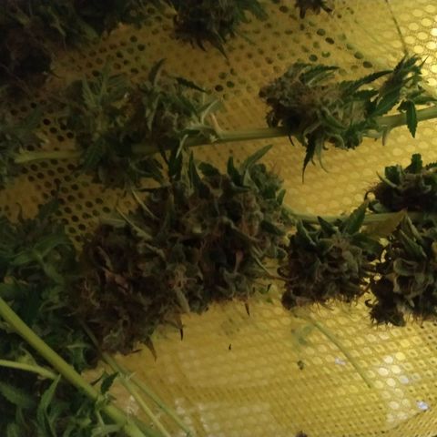 Kritikal Bilbo growlog timeline photo