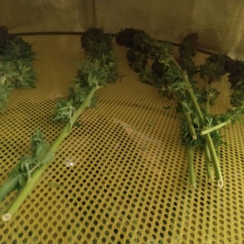 Kritikal Bilbo growlog timeline photo