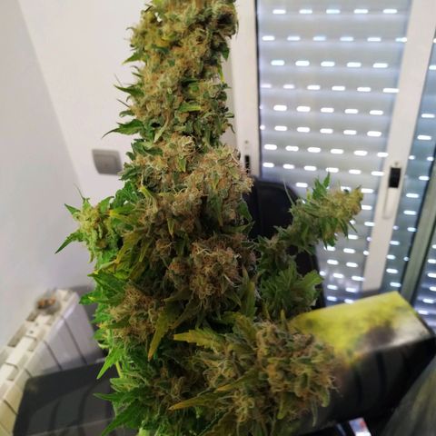 Kritikal Bilbo growlog timeline photo