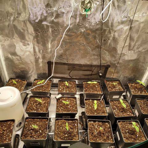 Gelato 33 growlog timeline photo