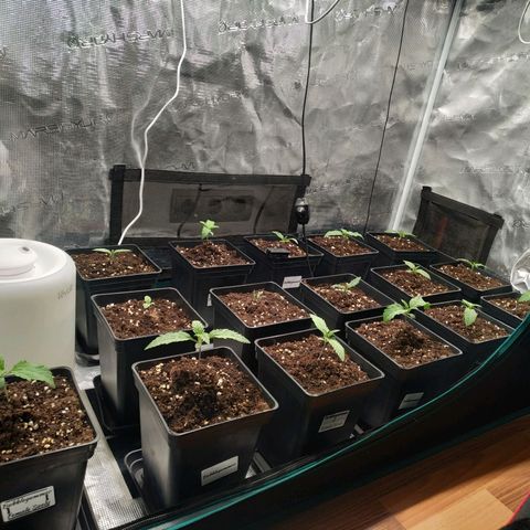 Gelato 33 growlog timeline photo