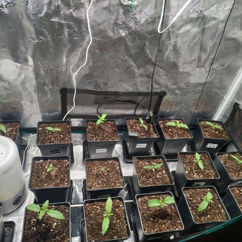 Gelato 33 growlog timeline photo