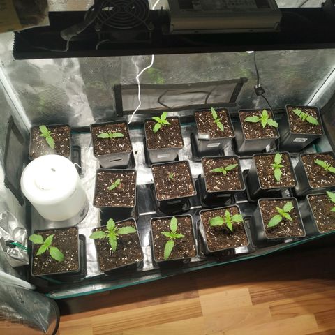 Gelato 33 growlog timeline photo