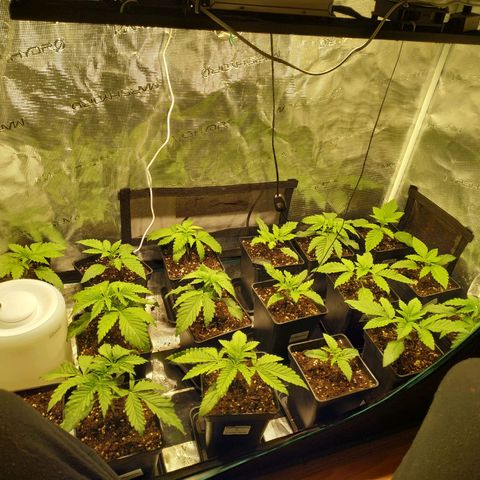 Gelato 33 growlog timeline photo