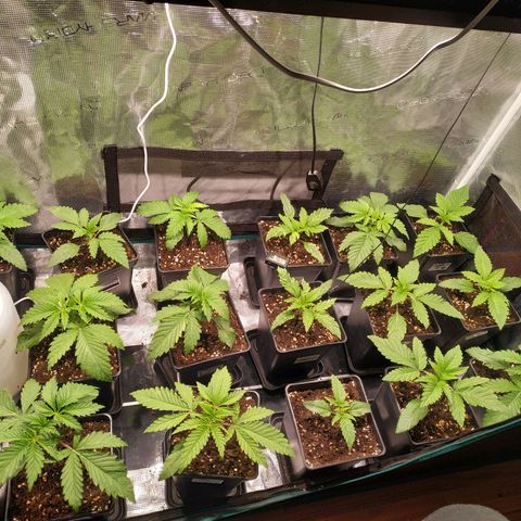 Gelato 33 growlog timeline photo