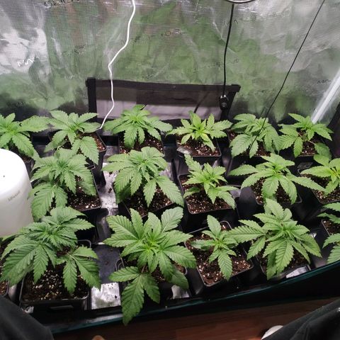 Gelato 33 growlog timeline photo