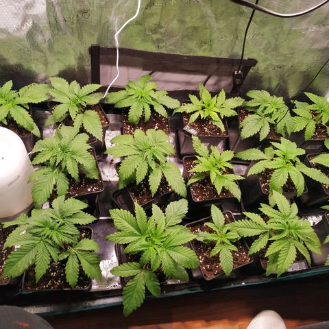 Gelato 33 growlog timeline photo