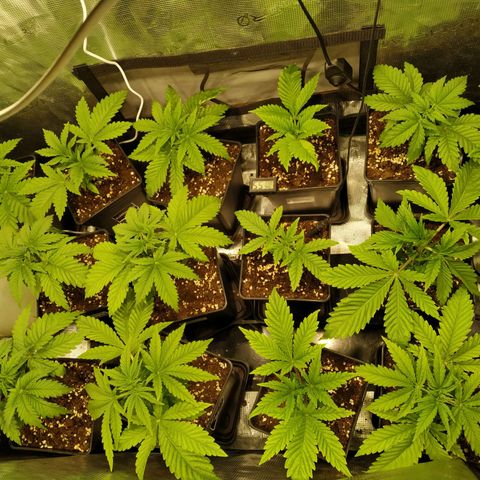 Gelato 33 growlog timeline photo